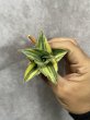 画像2: ピングレン斑入り(D.Pingren variegata) (2)