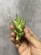 画像3: パゴダ斑入り(D.Pagoda variegata) (3)