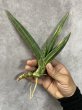 画像1: ダウンシー斑入り(D.downsii variegata) (1)