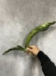 画像2: プルクラ斑入り(D.kirkii ver.pulchra variegata) (2)