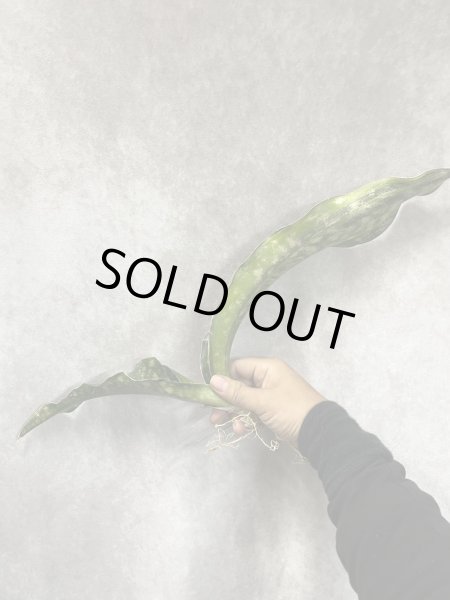 画像2: プルクラ斑入り(D.kirkii ver.pulchra variegata) (2)