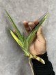 画像2: ダウンシー斑入り(D.downsii variegata) (2)