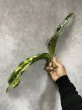 画像3: プルクラ斑入り(D.kirkii ver.pulchra variegata) (3)