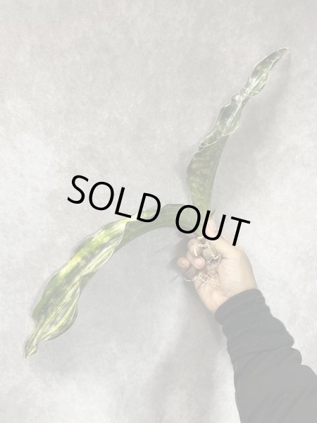 画像3: プルクラ斑入り(D.kirkii ver.pulchra variegata) (3)