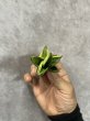 画像2: パゴダ斑入り(D.Pagoda variegata) (2)