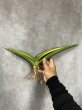 画像1: ザンジバリカ斑入り(D.zanzibarica variegata) (1)