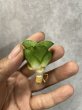 画像2: ミニコンド(D.Mini Condo) (2)