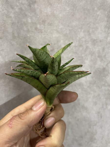 画像2: ゼルダ(D.Zelda) (2)