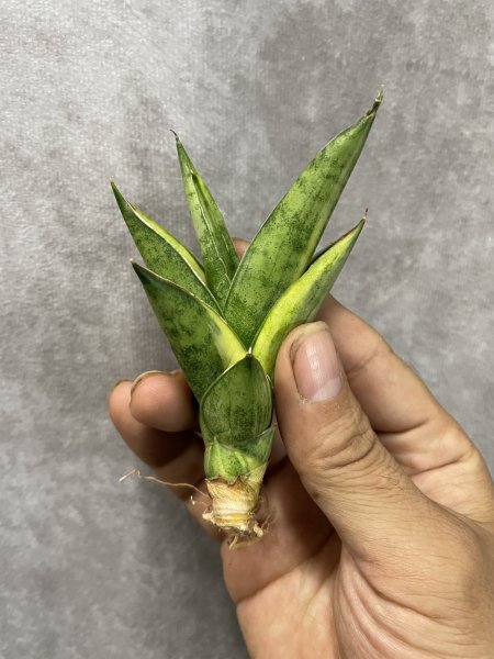 画像1: パゴダ斑入り(D.Pagoda variegata) (1)