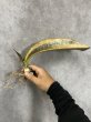 画像1: コッパートーン斑入り(D.kirkii ver.pulchra Coppertone variegata) (1)