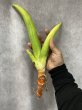 画像1: サムライイエメン斑入り(D.Samurai Yemen variegata) (1)