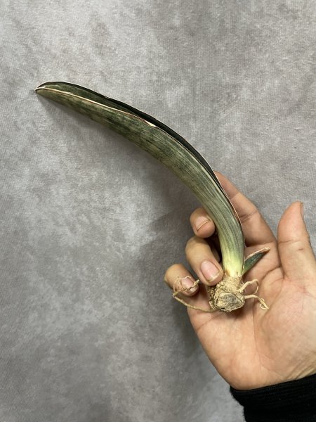 画像1: ダークピンクバット白斑(D.hallii 'Dark Pink Bat' variegata) (1)