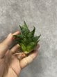 画像2: 【特価】ドラゴンスケール(D.Dragon Scale) (2)