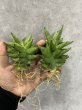 画像1: ドリアン(D.Durian) (1)