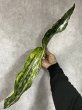 画像1: プルクラ斑入り(D.kirkii ver.pulchra variegata) (1)