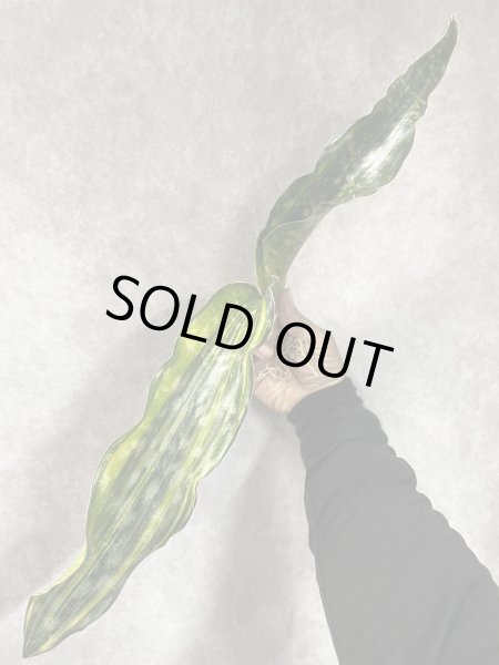 画像1: プルクラ斑入り(D.kirkii ver.pulchra variegata) (1)