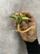 画像3: ピングレン斑入り(D.Pingren variegata) (3)