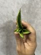 画像3: パゴダ斑入り(D.Pagoda variegata) (3)