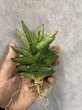 画像2: ドリアン(D.Durian) (2)