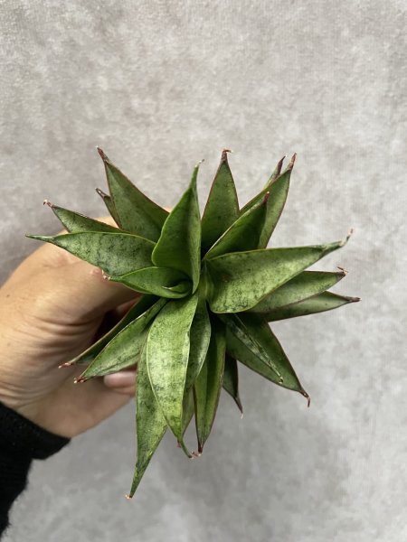 画像3: ゼルダ(D.Zelda) (3)