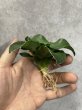 画像1: ウィンローズ(D.Win Rose) (1)