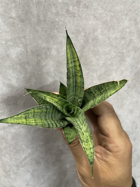 画像3: スウィートセロリ斑入り(D.Sweet Celo variegata) (3)