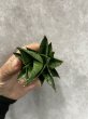画像3: 【特価】ドラゴンスケール(D.Dragon Scale) (3)