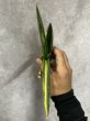 画像3: ダウンシー斑入り(D.downsii variegata) (3)