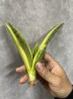 画像1: マーシャ斑入り(D.Marsha variegata) (1)