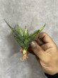 画像1: スウィートセロリ斑入り(D.Sweet Celo variegata) (1)