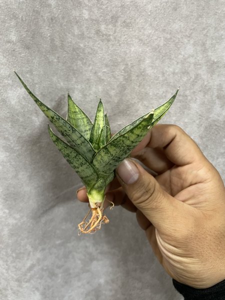画像1: スウィートセロリ斑入り(D.Sweet Celo variegata) (1)