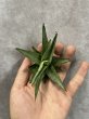 画像2: ベイビーヨーダ(D.Baby Yoda) (2)