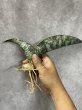 画像4: タイガーブルー斑入り(D. Tiger Blue variegata) (4)