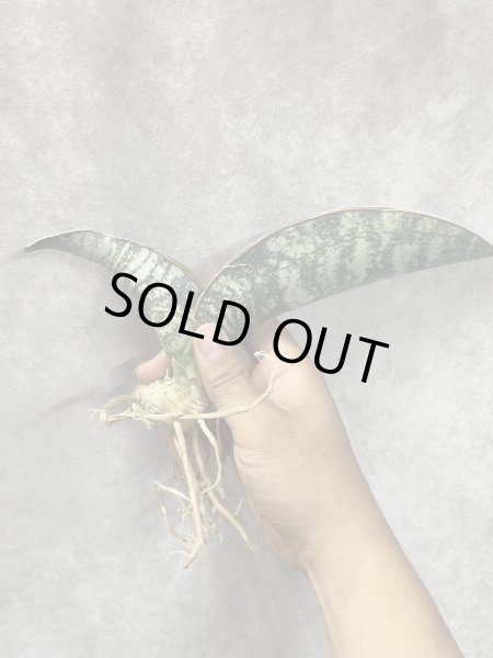 画像4: タイガーブルー斑入り(D. Tiger Blue variegata) (4)