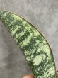 画像3: タイガーブルー斑入り(D. Tiger Blue variegata) (3)