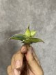 画像2: ピングイキュラ斑入り(D.pinguicula variegata) (2)
