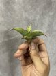 画像1: ピングイキュラ斑入り(D.pinguicula variegata) (1)