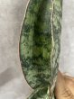 画像2: タイガーブルー斑入り(D. Tiger Blue variegata) (2)