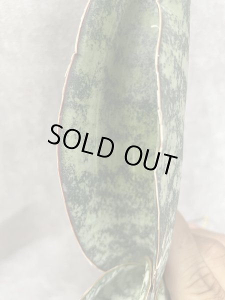 画像2: タイガーブルー斑入り(D. Tiger Blue variegata) (2)