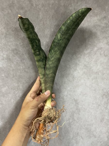 画像3: 【割引】シミタリフォルミスR944斑入り(D.scimitariformis'R944'variegata) (3)
