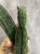 画像2: 【割引】シミタリフォルミスR944斑入り(D.scimitariformis'R944'variegata) (2)