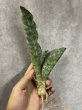 画像3: 【割引】シミタリフォルミスシルバー(D.scimitariformis'Silver') (3)