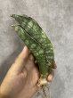 画像2: 【割引】シミタリフォルミスシルバー(D.scimitariformis'Silver') (2)