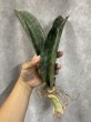 画像1: 【割引】シミタリフォルミスR944斑入り(D.scimitariformis'R944'variegata) (1)