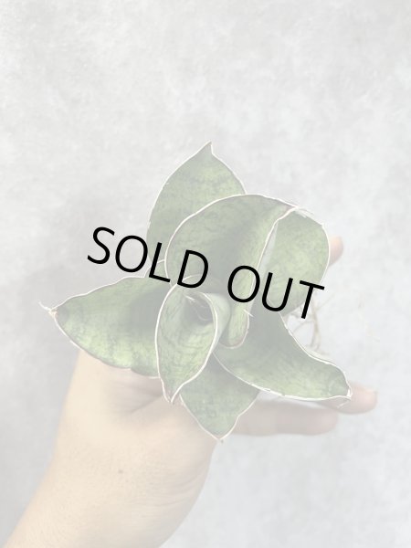 画像3: エンジェルローズ(D.Angel Rose) (3)