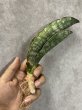 画像1: 【割引】シミタリフォルミスシルバー(D.scimitariformis'Silver') (1)