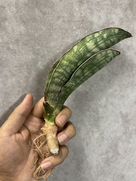 画像1: 【割引】シミタリフォルミスシルバー(D.scimitariformis'Silver') (1)