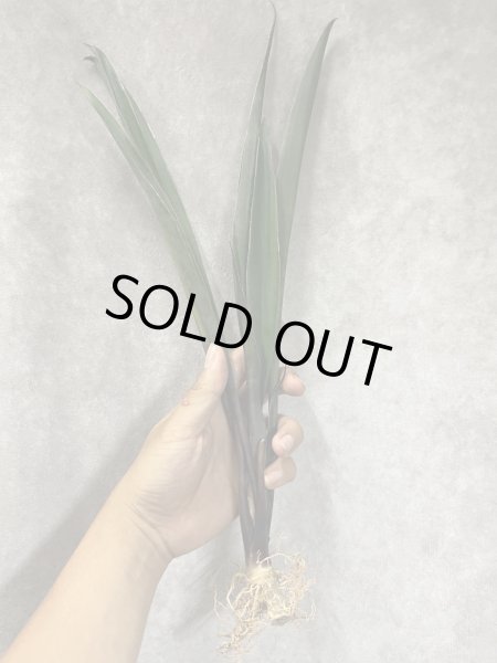 画像1: バイオレット(D.Violet) (1)