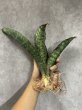 画像3: シミタリフォルミスR944(D.scimitariformis'R944') (3)
