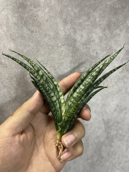 画像3: スキナリ(D.Skinari) (3)